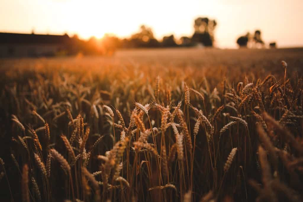A scenic view of a golden wheat field under a warm, orange sunset, highlighting harvest season.