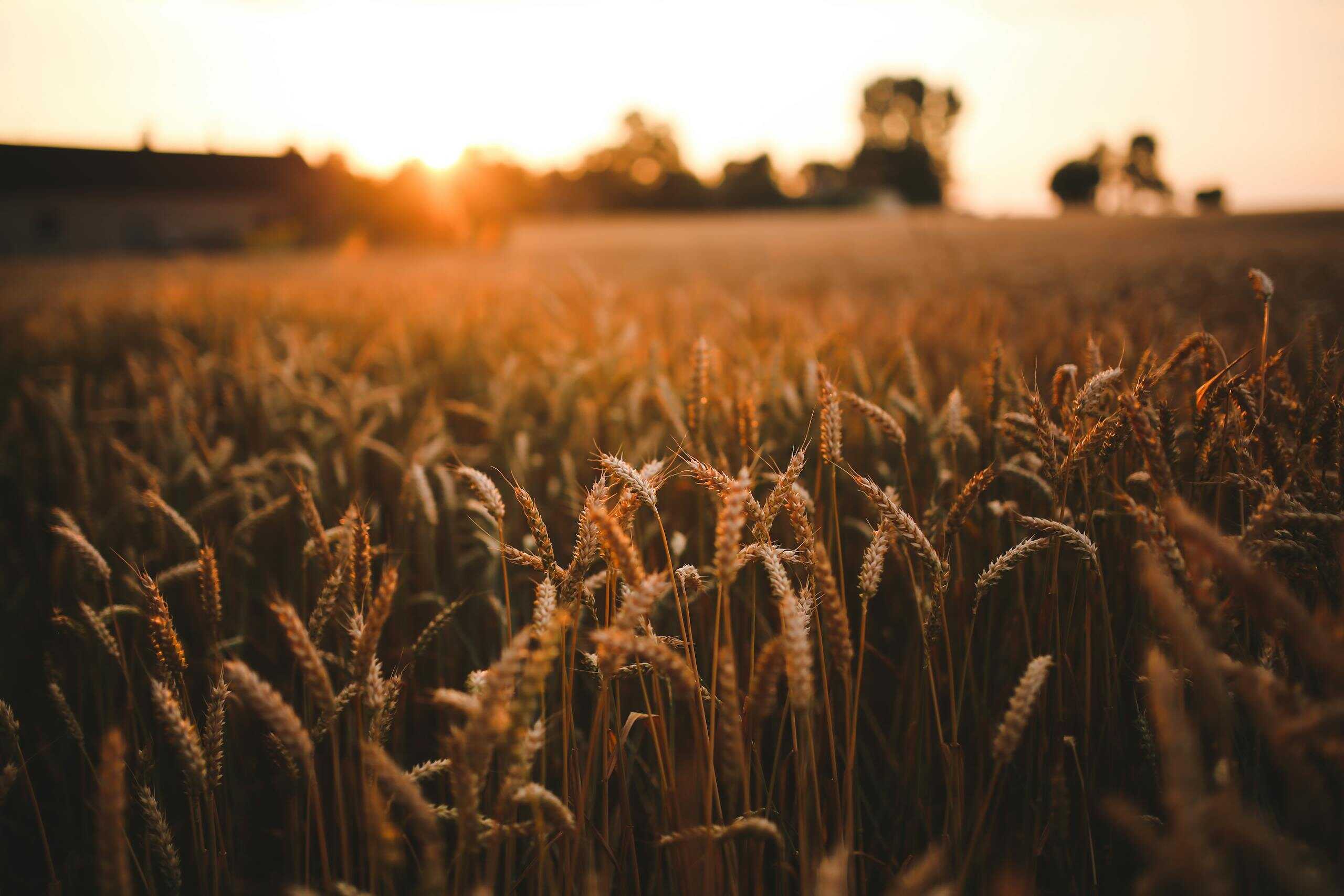 A scenic view of a golden wheat field under a warm, orange sunset, highlighting harvest season.